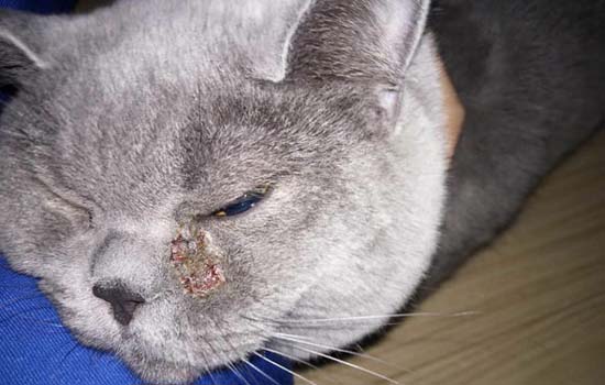 暹罗猫为什么那么受欢迎