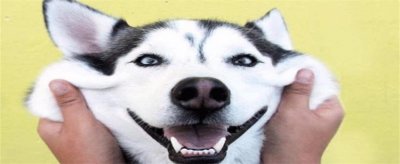 新手适合养哈士奇狗吗？