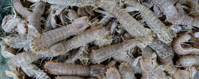 皮皮虾在淡水中能活多久