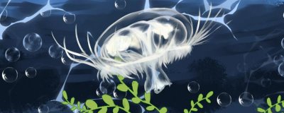 桃花水母的寿命有多长