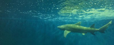 柠檬鲨最喜欢吃的食物是什么