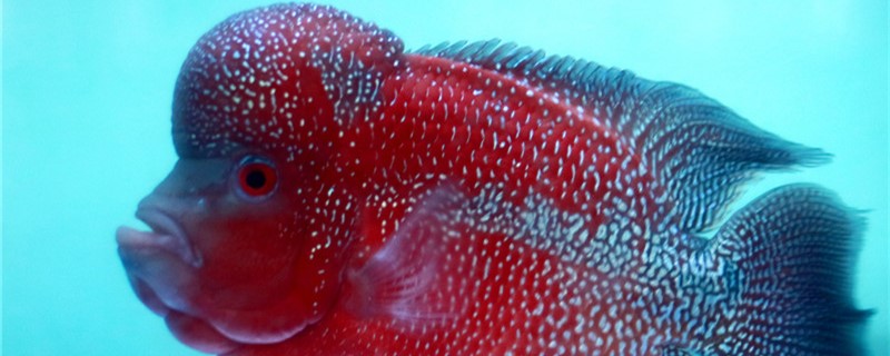 鱼缸养鱼,罗汉鱼