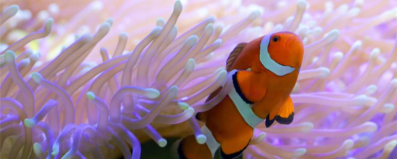 小丑鱼,鱼缸养鱼