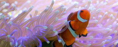 鱼缸养小丑鱼水温控制多少合适