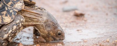 家里养的龟不吃东西怎么办？会饿死吗