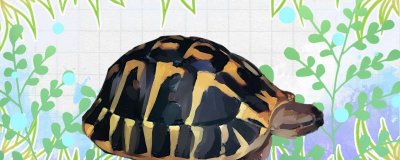 陆龟可以养吗？养陆龟需要注意哪些