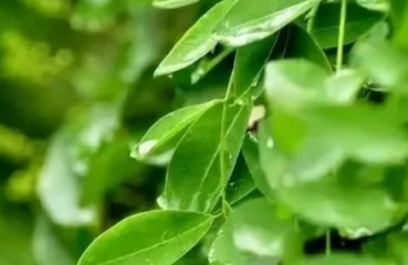 2022年末伏是三伏天最后一天吗