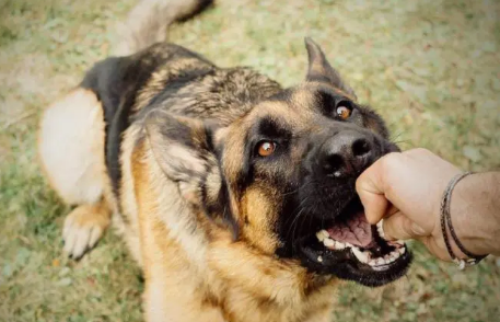 被狗咬了一定要去打针吗