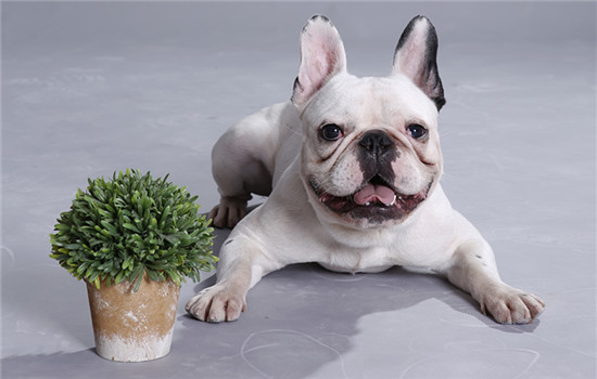 宋亚轩养了一只宠物狗是什么品种的