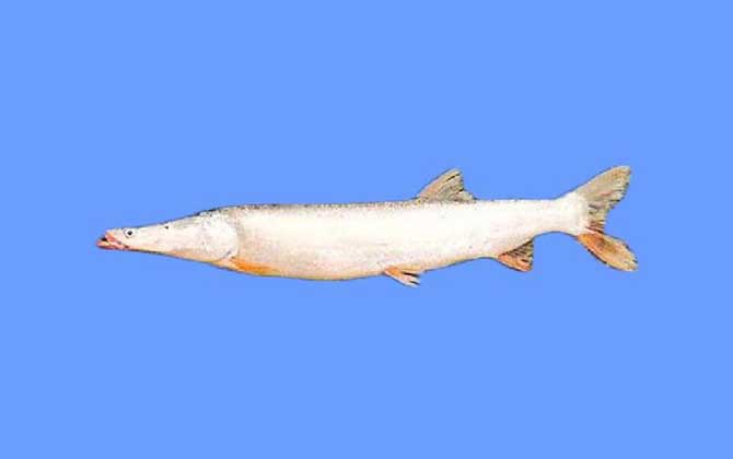 鯮鱼是什么品种的鱼?