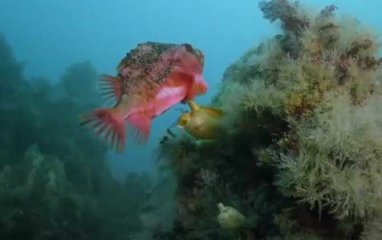 圆鳍鱼是什么品种的鱼？