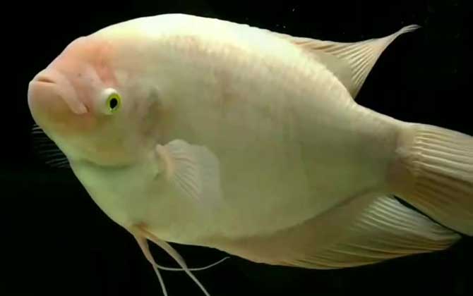 招财鱼是什么品种的鱼?