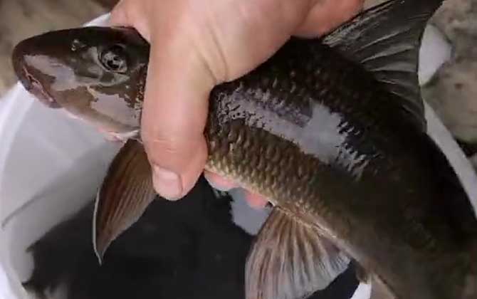 猪嘴鱼是什么品种的鱼?