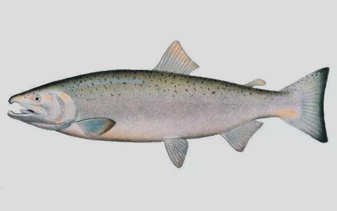 大马哈鱼是什么品种的鱼？