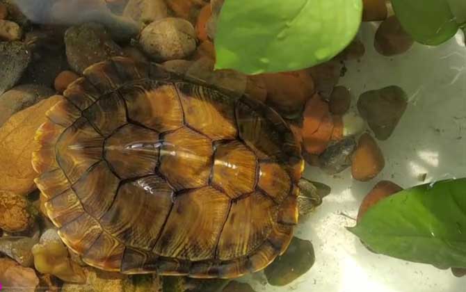巴西龟,养龟知识
