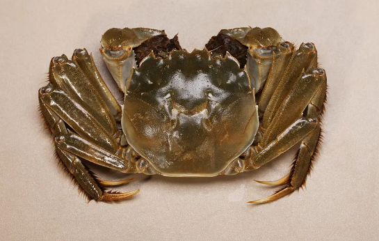 活螃蟹直接冷冻保存可以吗