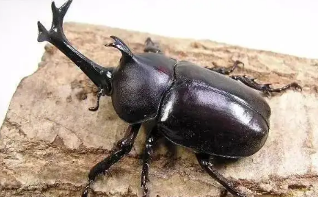 独角仙是几级保护动物