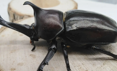 为什么禁止养独角仙