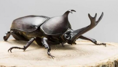 独角仙是几级保护动物