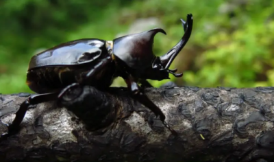 独角仙要怎么养在家里