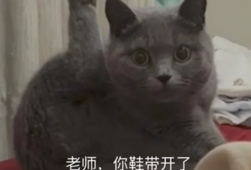 刘浩存经典语录之老师你鞋带开了什么梗