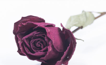 自己如何烘干玫瑰花