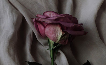 玫瑰花应该晒干还是阴干