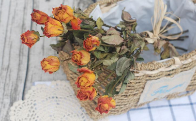 母亲节送什么花合适，可以送干花吗