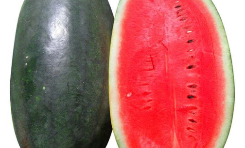 黑美人西瓜怎么挑