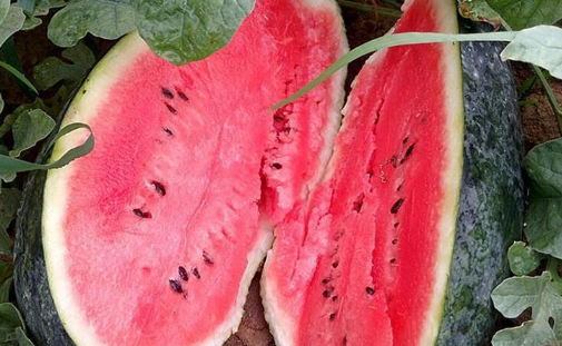 市场上黑美人瓜为什么价格那么低